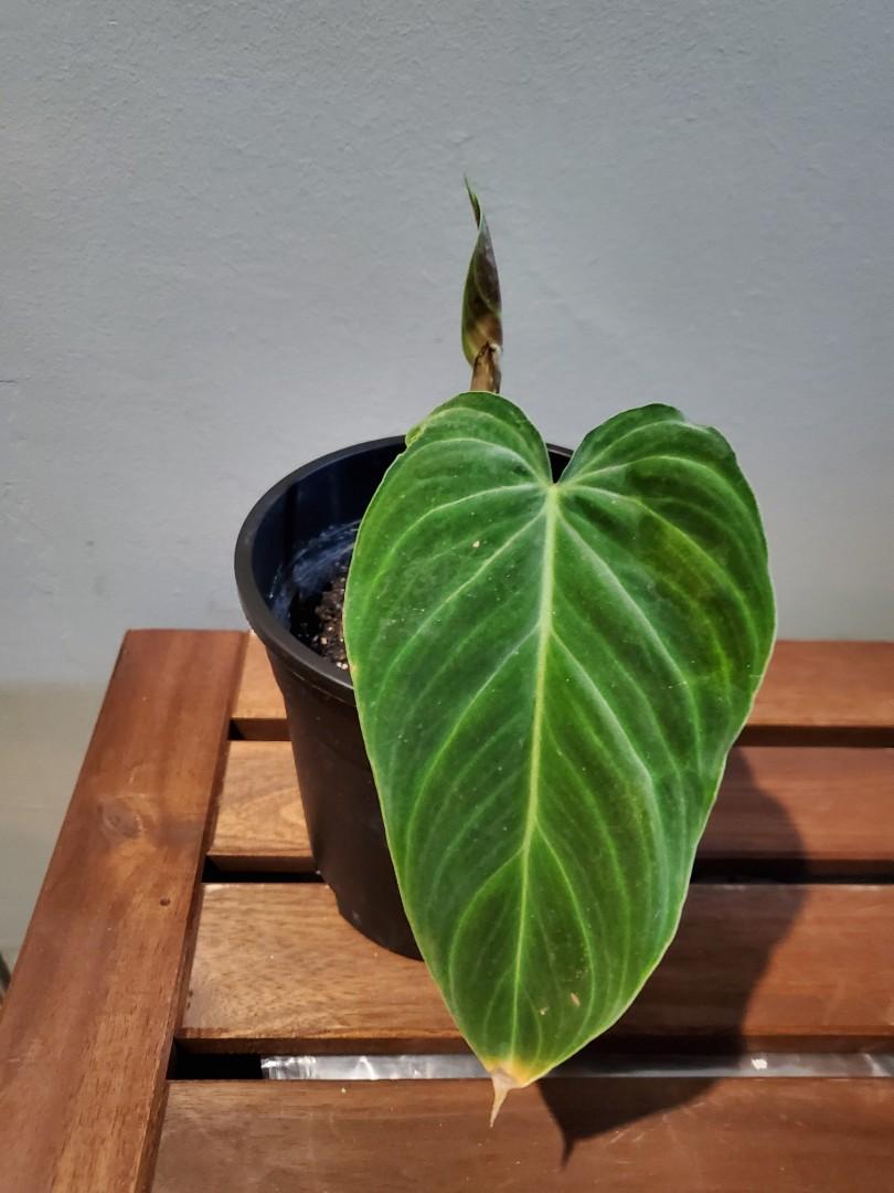 Philodendron Verrucosum X Melanochrysum Gardening Plants On Carousell