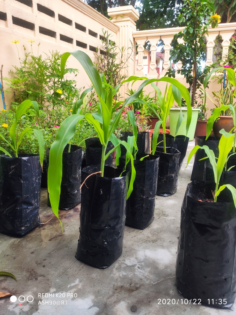 Pokok Jagung Manis Home Furniture Gardening On Carousell