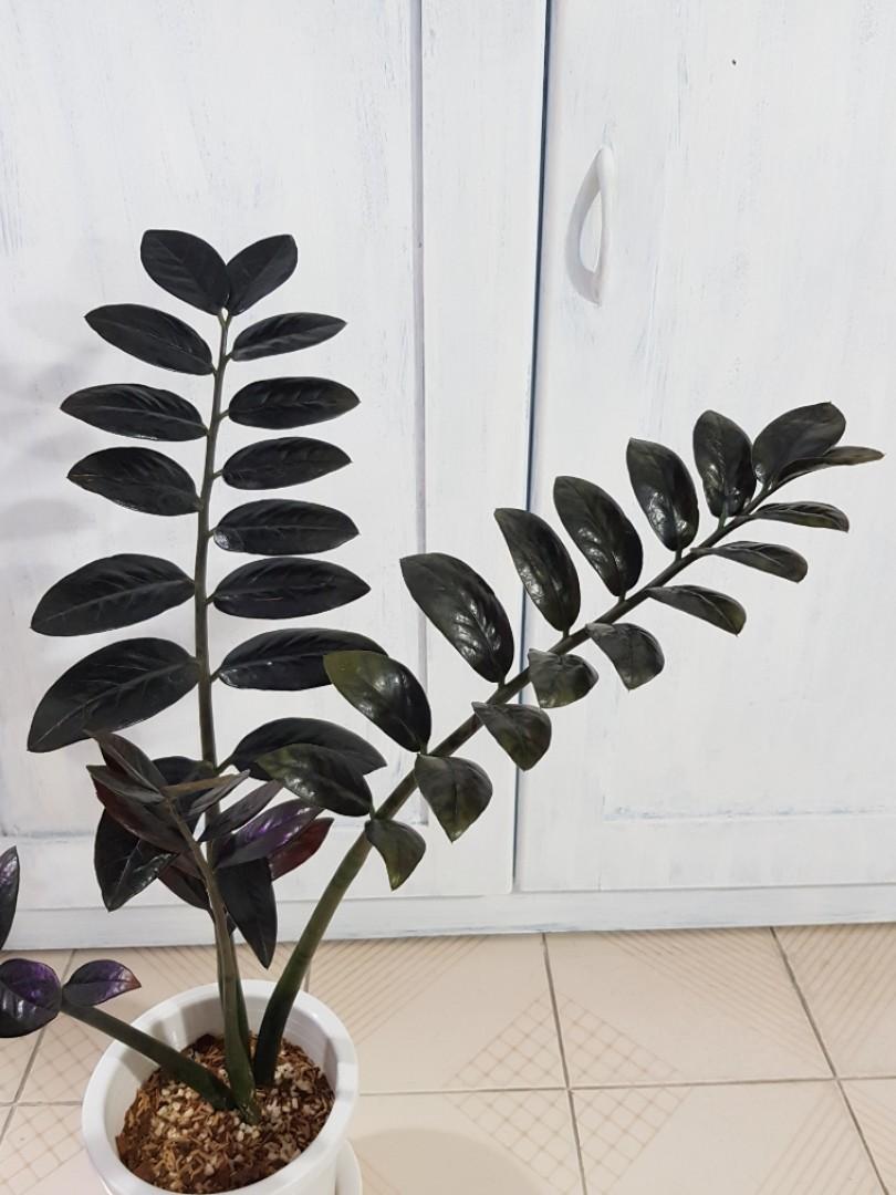 Zz Plant Raven Black Gardening Plants On Carousell Zz Plant Raven Black Gardening Plants On Carousell