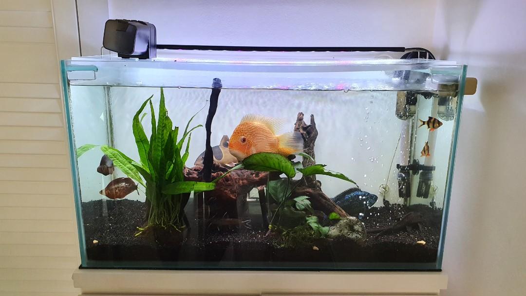 custom made fish tanks