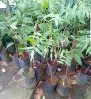 tree seedlings - View all tree seedlings ads in Carousell Philippines
