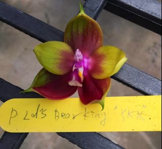 Phalaenopsis With Pot Gardening Plants On Carousell