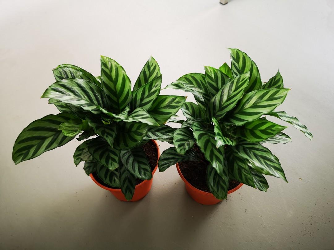 Rare Calathea Concinna Plants Variety This Is Commonly Indoor Plants