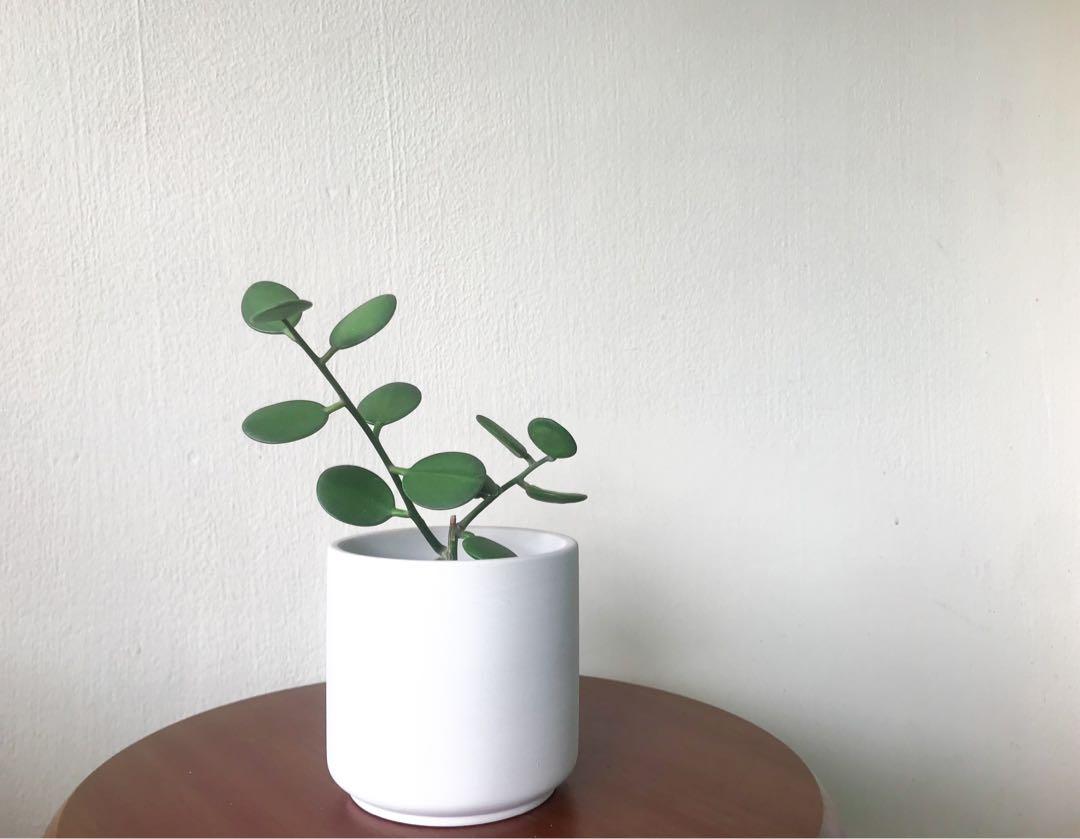 Silver Dollar Vine Xerosicyos Danguyi Furniture Home Living Gardening Plants Seeds On Carousell