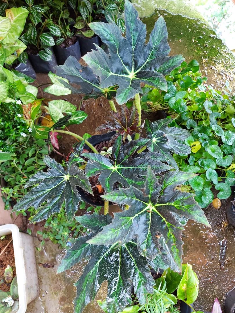 Star Leaf Begonia Furniture Home Living Gardening Plants Seeds On Carousell