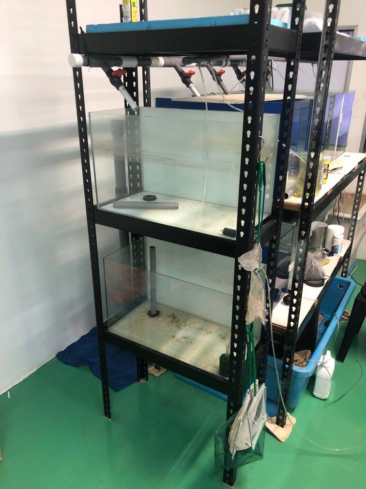 2FT Fish Tank & Rack, Pet Supplies, Homes & Other Pet Accessories on ...