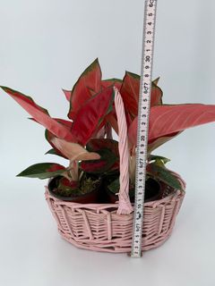 (Category: ) located in . Submitted by diy_garden_ (Listing ID 1044263414, Image 1). Description: .