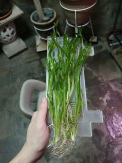 (Category: ) located in . Submitted by fish.fingers (Listing ID 1044347513, Image 1). Description: .