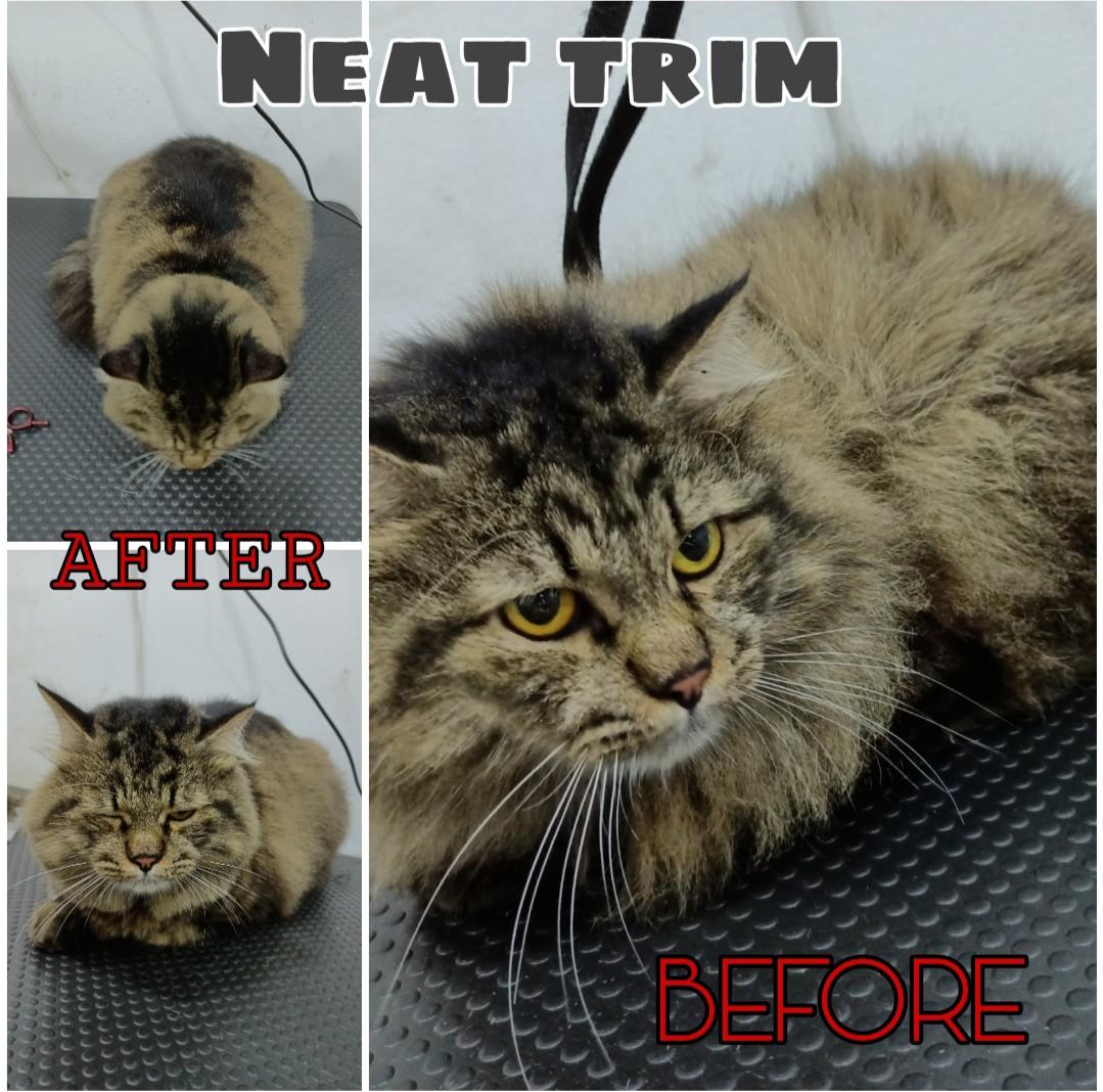 Cat/ Kitten Basic & Full Grooming woodlands /north, Lifestyle Services