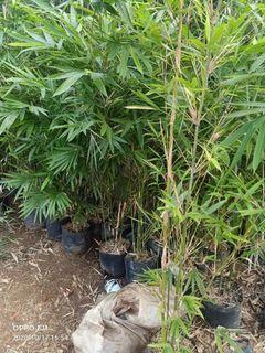 chinese bamboo 3-5ft.