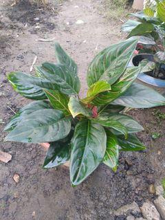 Outdoor And Indoor Plants Flowers Plants Carousell Philippines