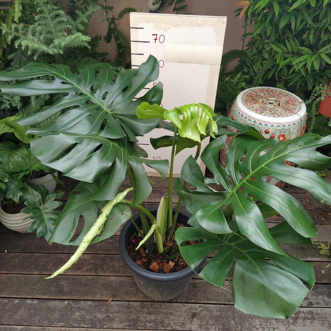 Large Leaves Monstera Deliciosa Gardening Plants On Carousell