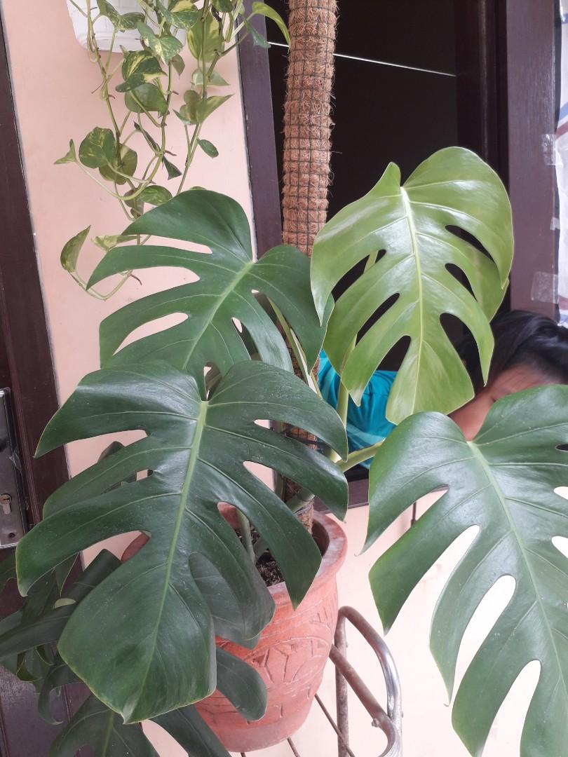 Monstera Deliciosa Borsigiana Perkebunan Di Carousell