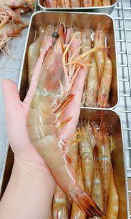 Pontian wild catch Ang kar prawn