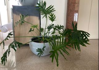 (Category: ) located in . Submitted by anetu (Listing ID 1044215083, Image 1). Description: .