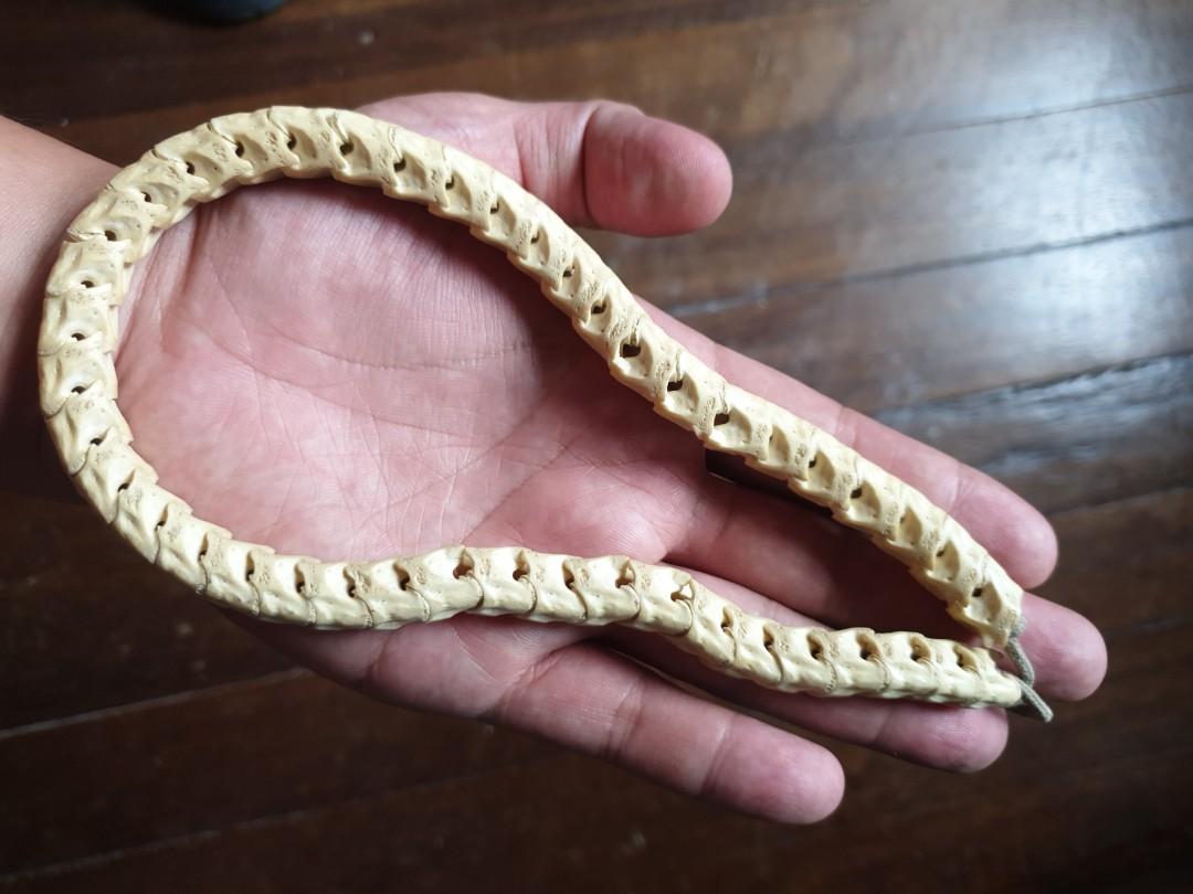 Snake spine new arrivals necklace