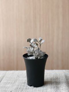（分類：）位於 。 由 pristinelai 提交（商品編號 1044492020，圖片 1）。簡介： 。
