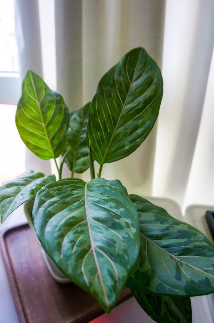Aglaonema Army Look And Fittonia Combo Gardening Plants On Carousell