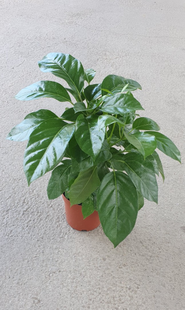 maillot de bain 1 pièce