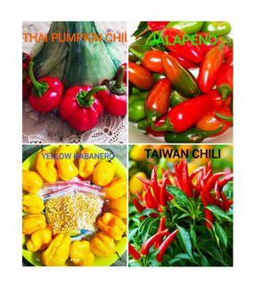 Chili Seeds View All Chili Seeds Ads In Carousell Philippines