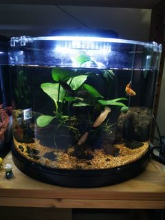(Category: ) located in . Submitted by a.kenshin (Listing ID 1044606032, Image 1). Description: .