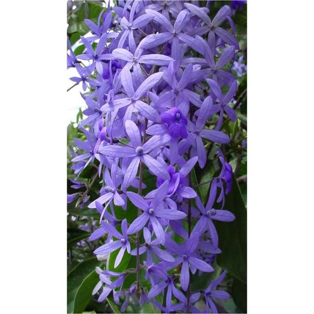 Free Shipping Bunga Sandpaper Vine Pokok Hidup Pokok Bunga Menjalar Home Furniture Gardening On Carousell