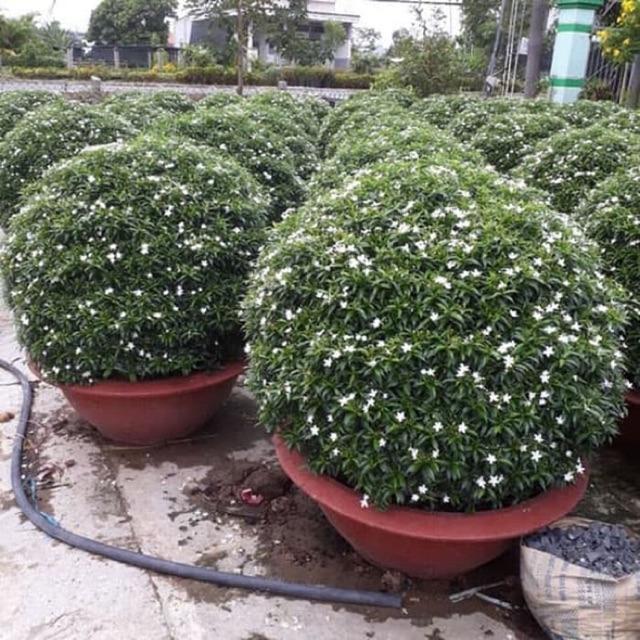 Free Shipping Pokok Bunga Jeliti Thai Rombusa Mini Daun Kuning Home Furniture Others On Carousell