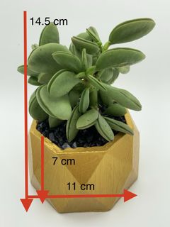(Category: ) located in . Submitted by diy_garden_ (Listing ID 1044585932, Image 1). Description: .