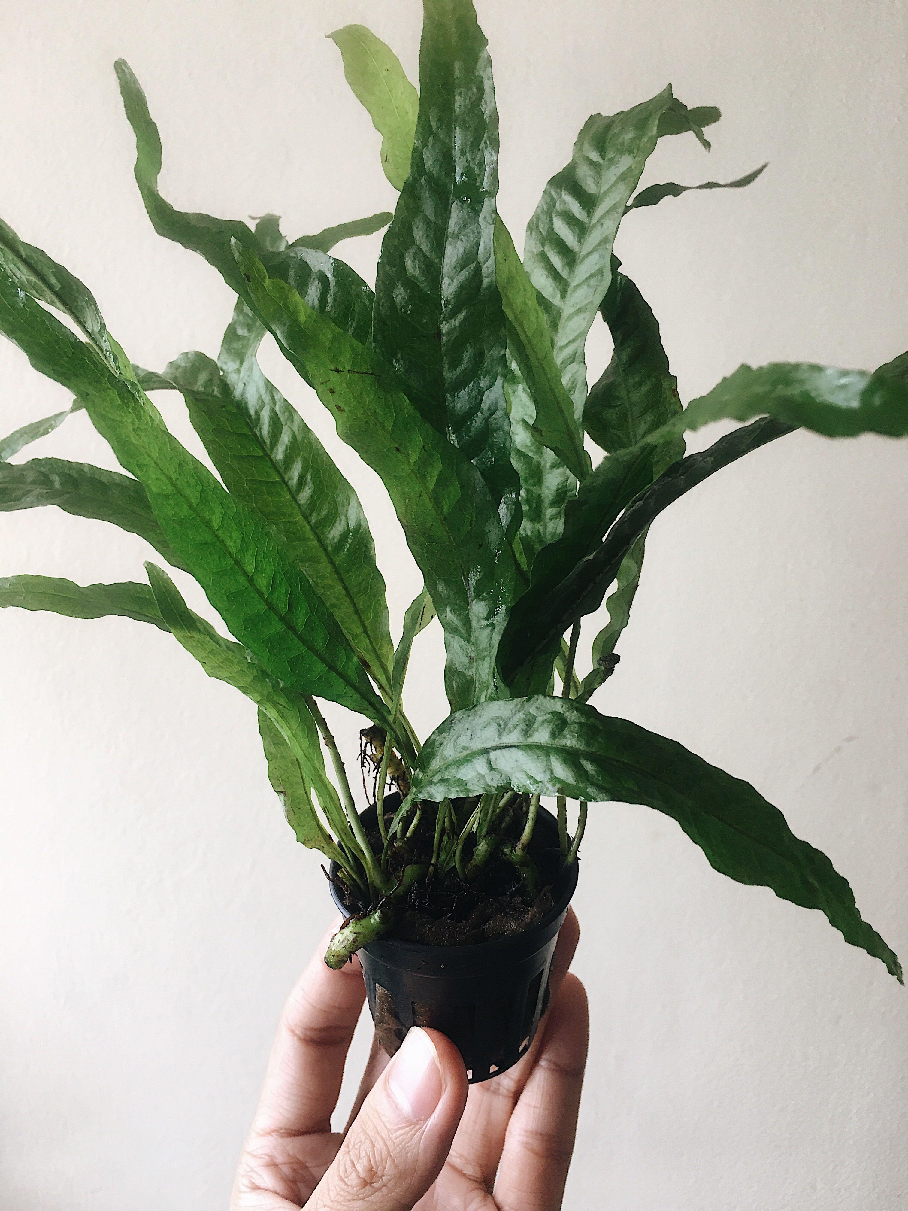 Java Fern (Live Aquatic Plant) (Category: Homes & Other Pet Accessories) located in Pasay City. Submitted by brianpv (Listing ID 1044422837, Image 1). Description: Java Fern (Microsorum pteropus) Care: Easy / Low Demand Tank Positioning: Mid or Background Light Requirement: Lowlight The Java Fern, scientifically known as Microsorum pteropus is a classic and very popular aquarium plant. This delicate looking fern adds a beautiful look to aquariums