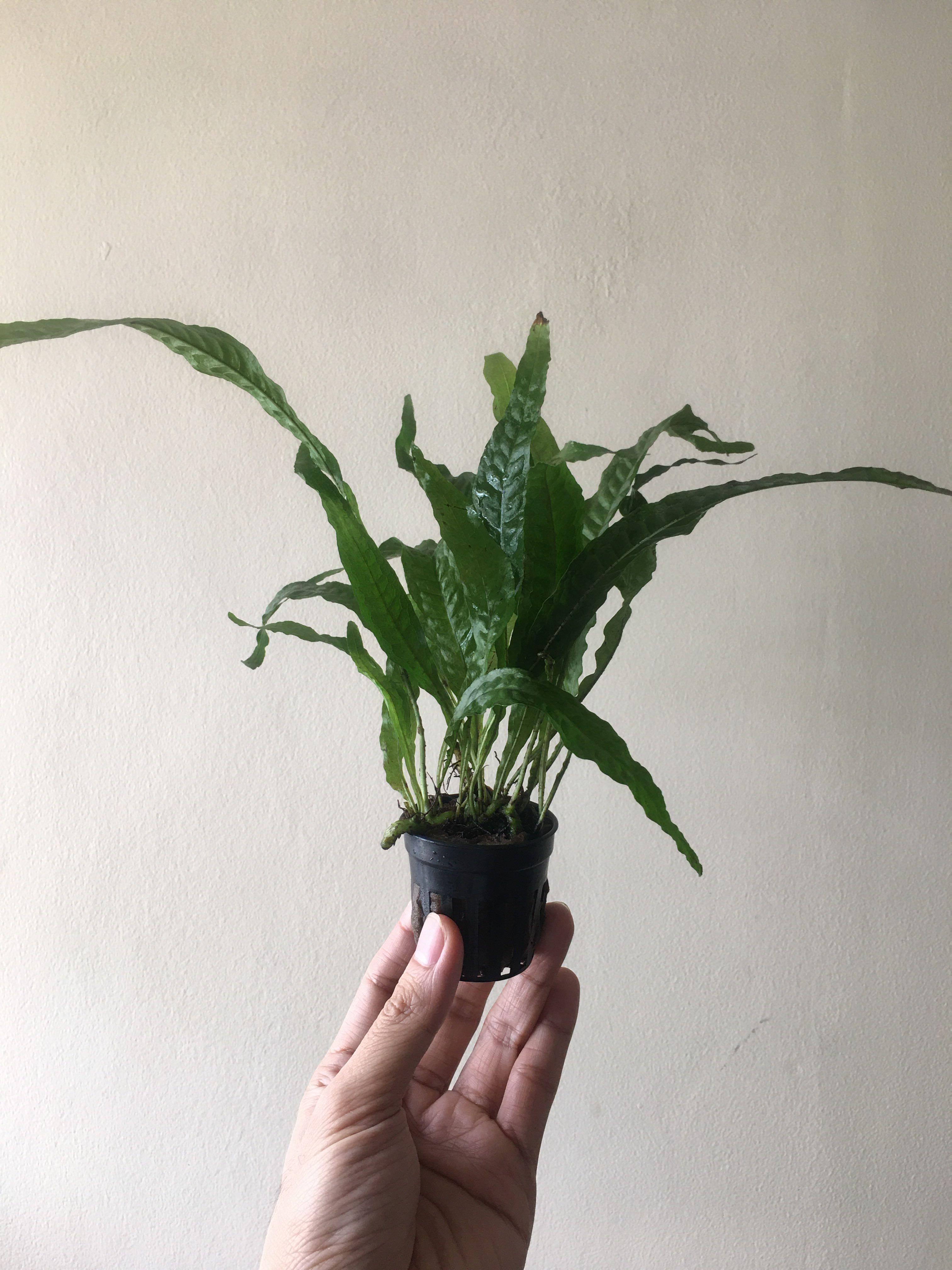Java Fern (Live Aquatic Plant) (Category: Homes & Other Pet Accessories) located in Pasay City. Submitted by brianpv (Listing ID 1044422837, Image 3). Description: Java Fern (Microsorum pteropus) Care: Easy / Low Demand Tank Positioning: Mid or Background Light Requirement: Lowlight The Java Fern, scientifically known as Microsorum pteropus is a classic and very popular aquarium plant. This delicate looking fern adds a beautiful look to aquariums