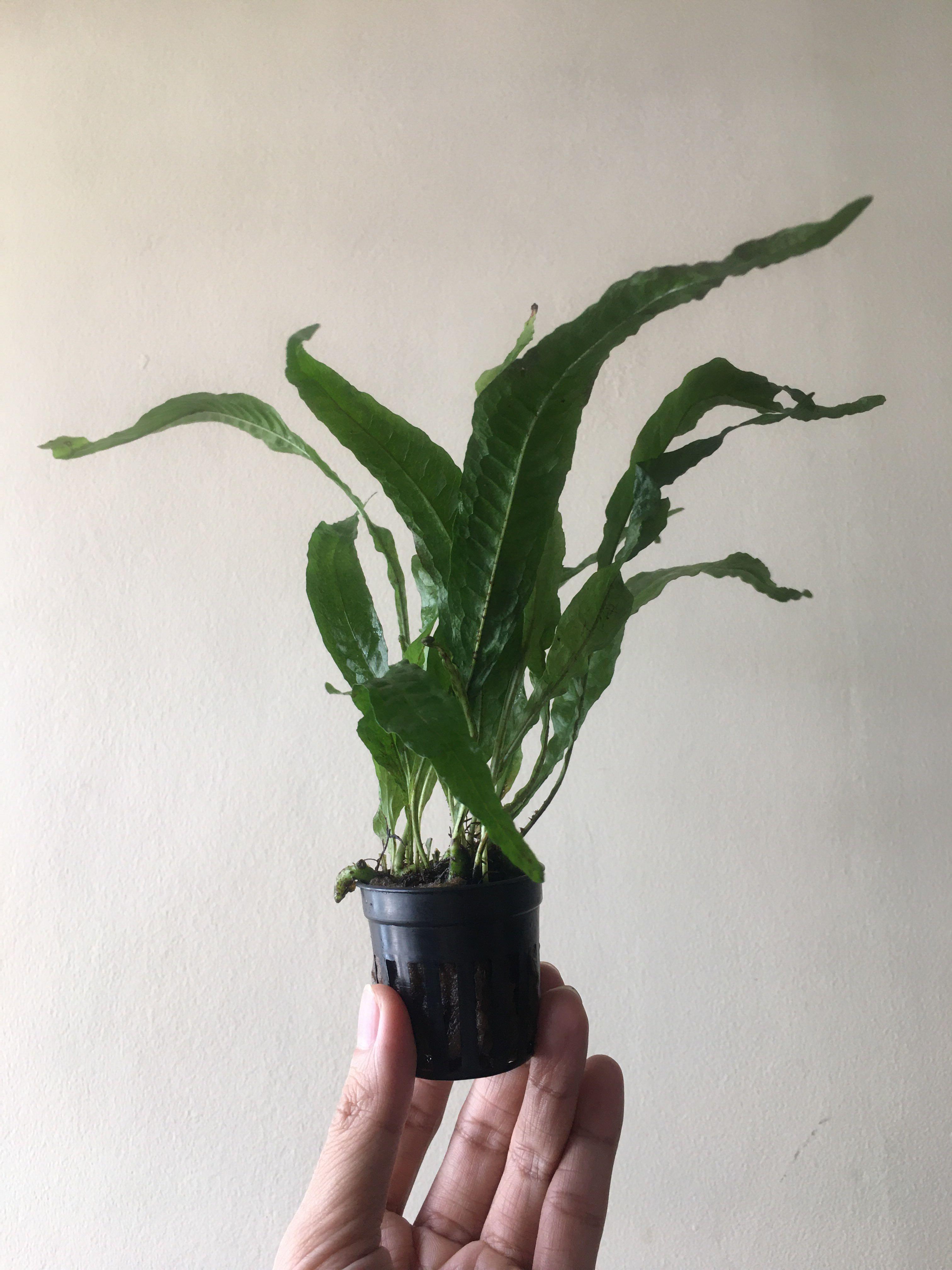 Java Fern (Live Aquatic Plant) (Category: Homes & Other Pet Accessories) located in Pasay City. Submitted by brianpv (Listing ID 1044422837, Image 2). Description: Java Fern (Microsorum pteropus) Care: Easy / Low Demand Tank Positioning: Mid or Background Light Requirement: Lowlight The Java Fern, scientifically known as Microsorum pteropus is a classic and very popular aquarium plant. This delicate looking fern adds a beautiful look to aquariums