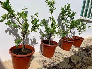 Fruit Trees Gardening Carousell Singapore