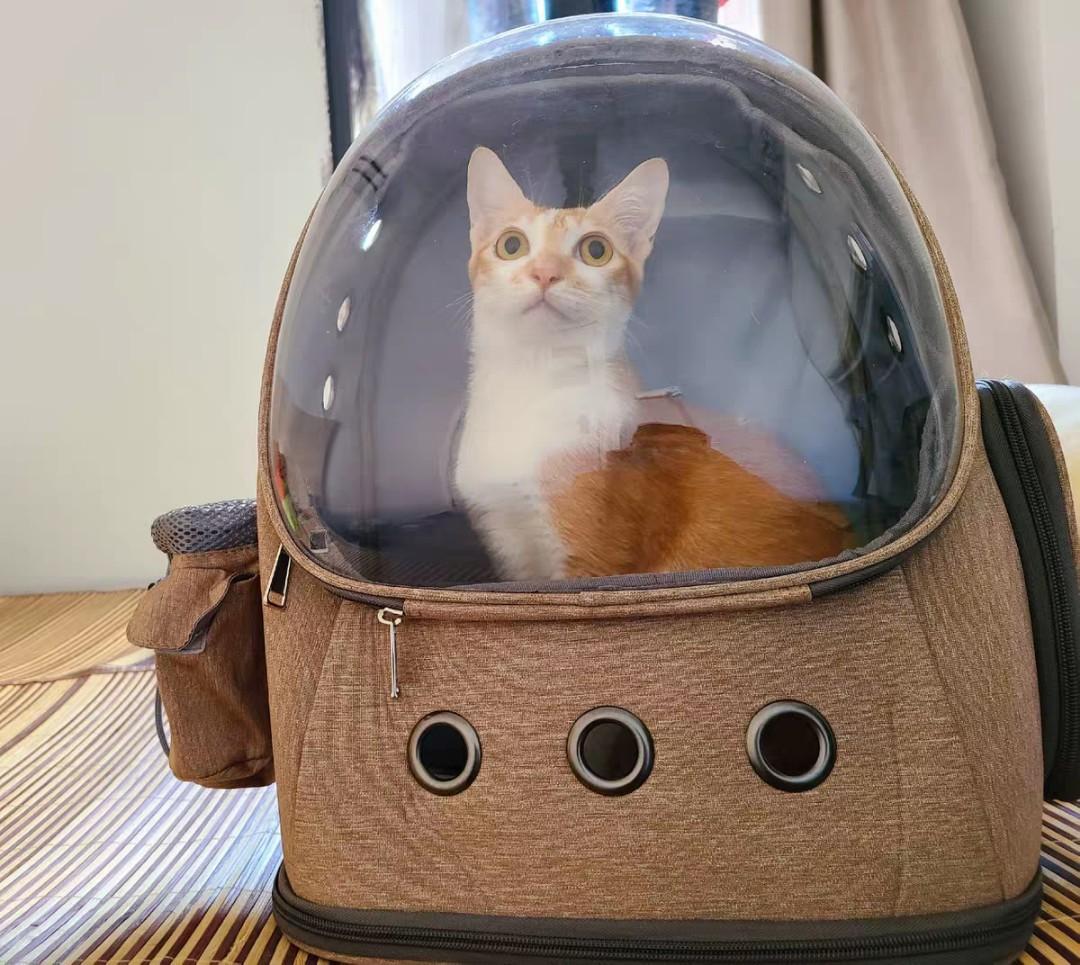 Cat online spaceship backpack