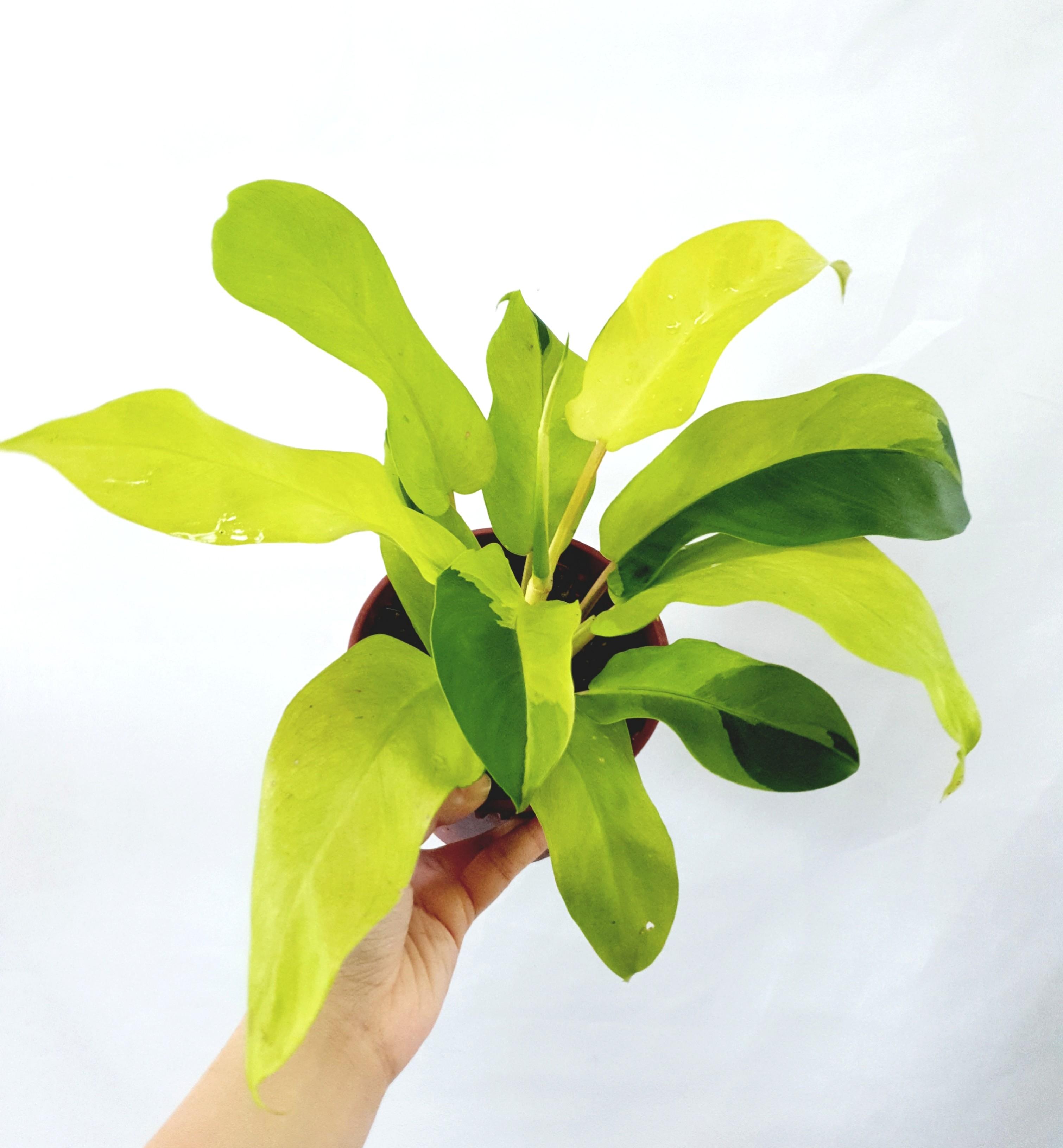 Philodendron Thai Sunrise Variegated Furniture Home Living Gardening Plants Seeds On Carousell