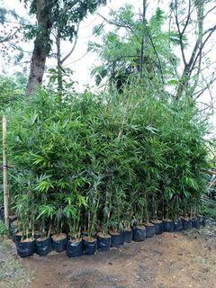 PLANTS THAI BAMBOO CHINESE BAMBOO POLE BAMBOO Best Seller!!!