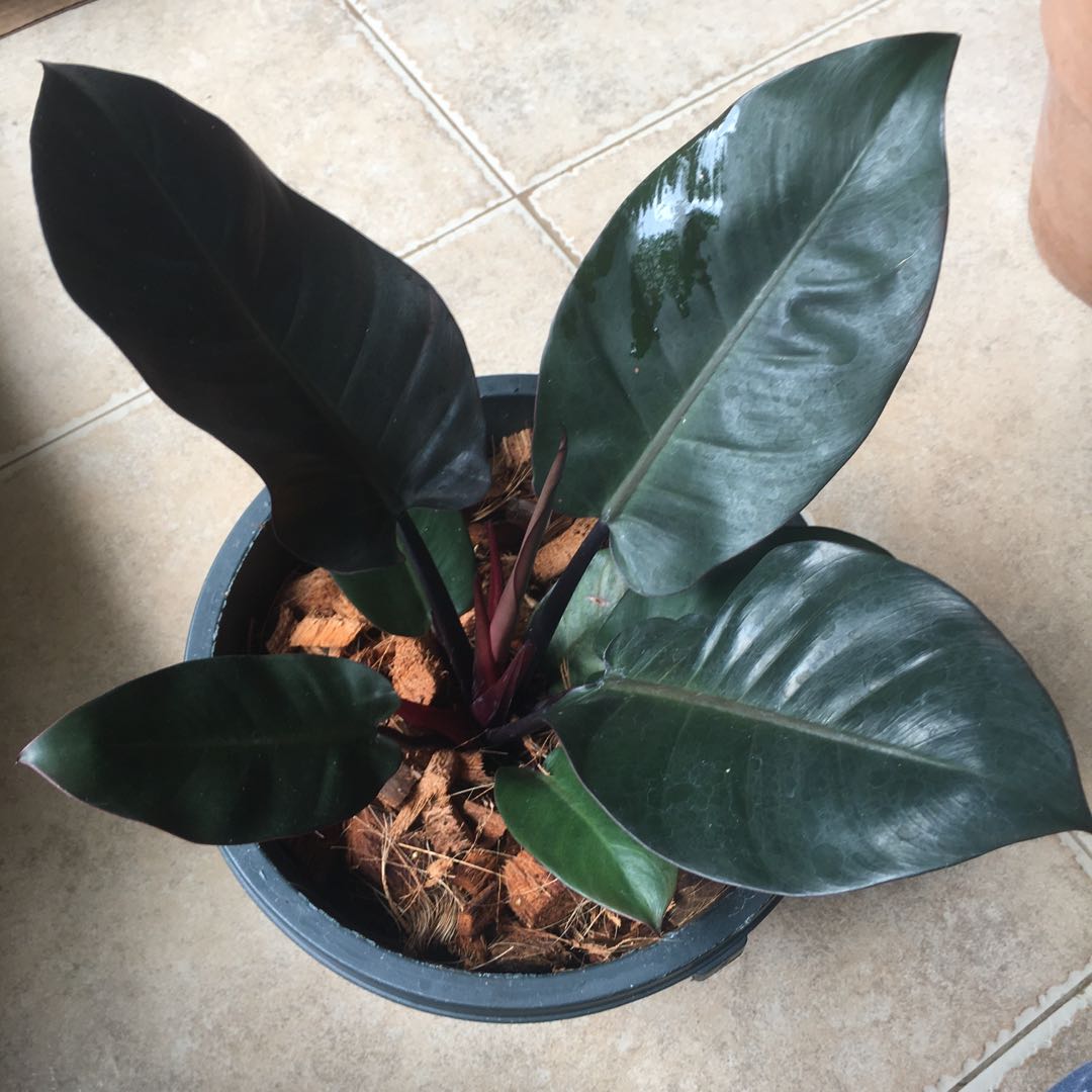 Rare Black Cardinal var. Super Dark, Furniture & Home Living, Gardening, Plants & Seeds on Carousell