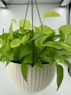 (Category: ) located in . Submitted by diy_garden_ (Listing ID 1044430497, Image 1). Description: .