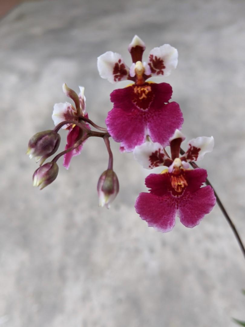 Also known as equiton orchids Great mini Tolumnia hybrid orchid plant sale