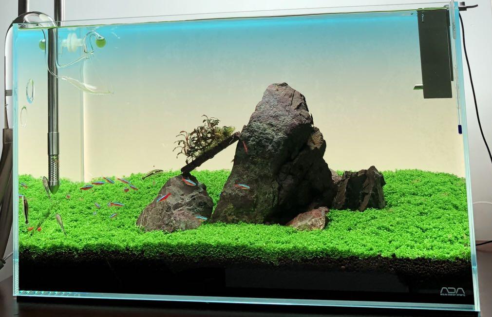 Ada 60x30x36cm魚缸造景 其他 其他 Carousell