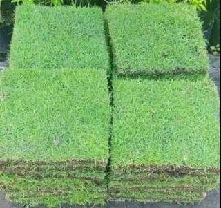 Bermuda Grass View All Bermuda Grass Ads In Carousell Philippines