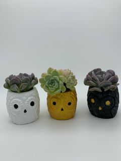 (Category: ) located in . Submitted by diy_garden_ (Listing ID 1044877772, Image 1). Description: .