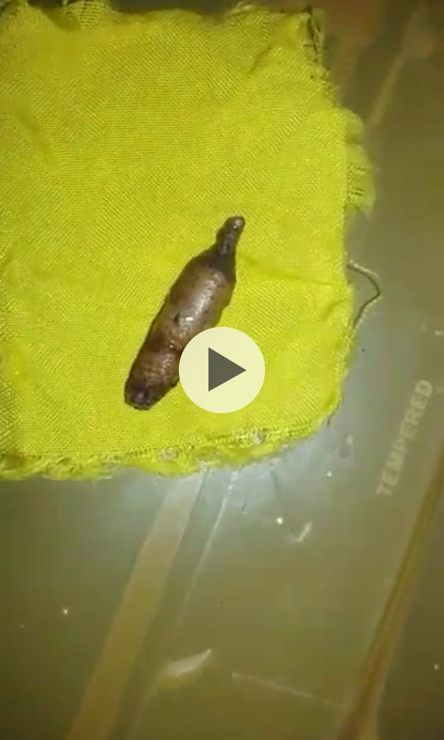 Kepompong Hobbies Toys Memorabilia Collectibles Religious Items On Carousell