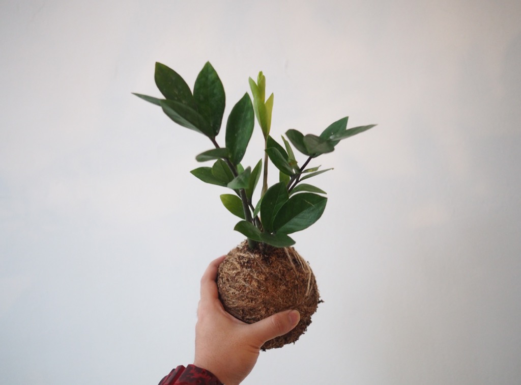 Kokedama ZZ plant, Furniture & Home Living, Gardening, Plants & Seeds