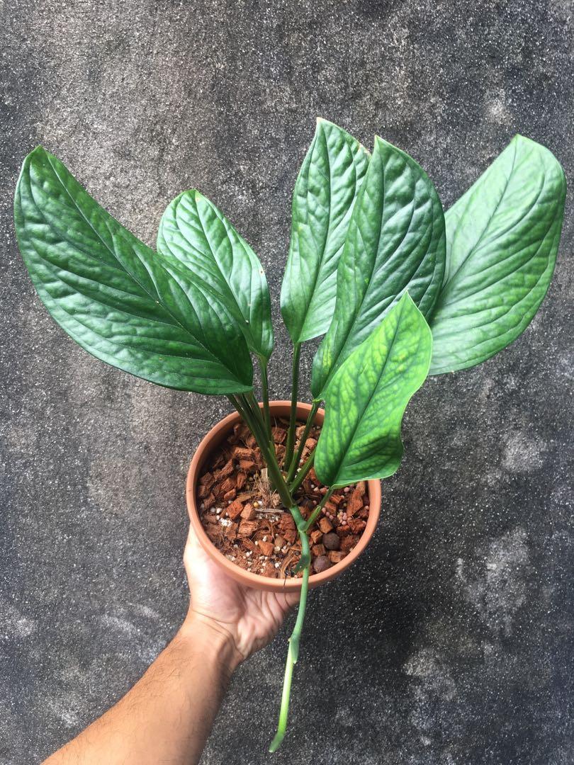 Monstera Pinnatipartita Home Furniture Gardening On Carousell