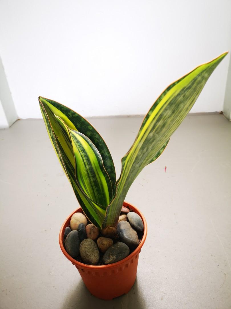 sansevieria white snake Sansevieria Hahnii Dwarf Laurentii, Snake Plant, 6in White Deco Pot