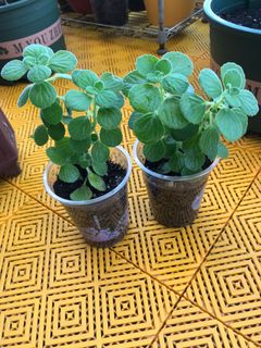 （分類：）位於 。 由 bigsisdodo 提交（商品編號 1045009038，圖片 1）。簡介： 。