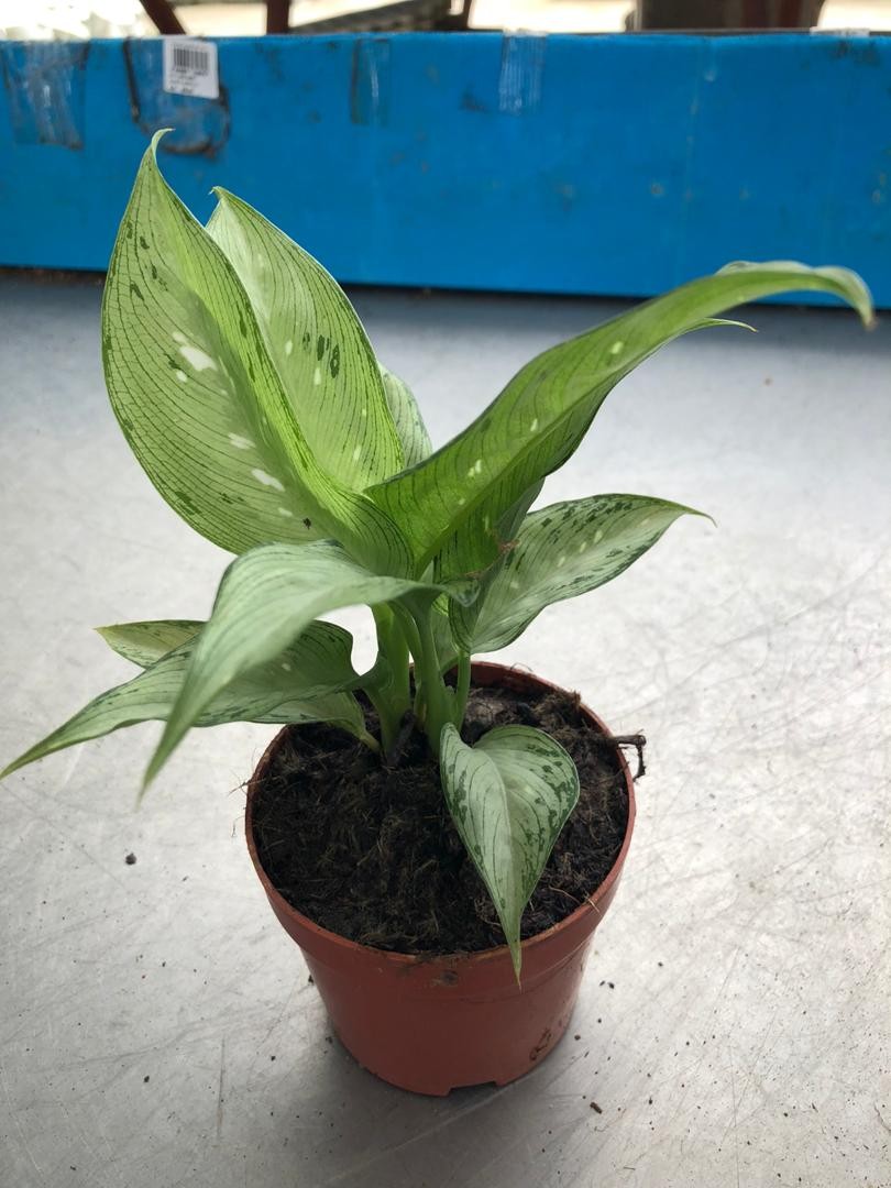 Dieffenbachia Silver Indoor Plant Home Furniture Gardening On Carousell