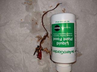 Pink Princess Philodendron Node rooted