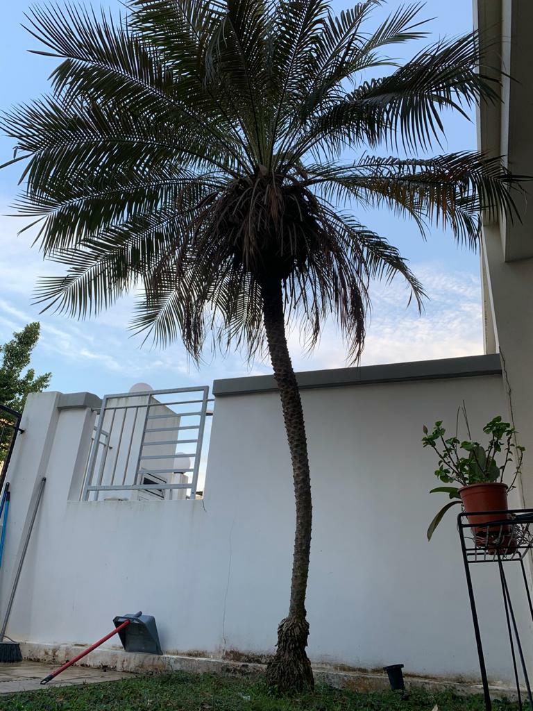 Pygmy Date Palm Tree Furniture Home Living Home Decor Artificial Plants Flowers On Carousell