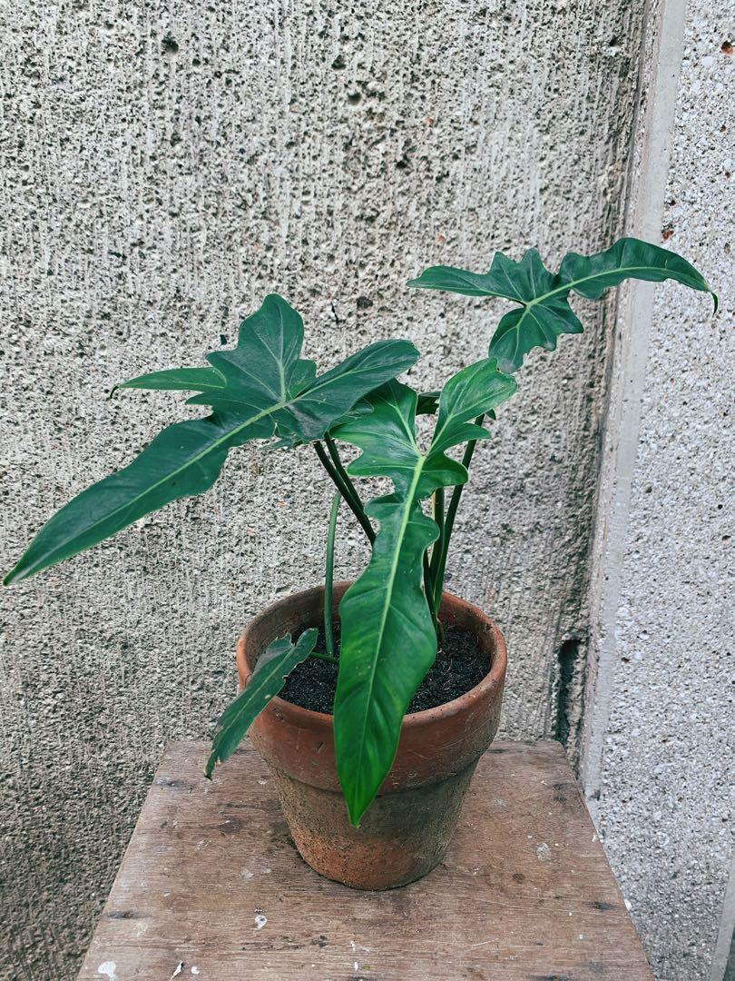 RARE Philodendron Green Dragon/Dragon’s Tail (7leaves great for plant